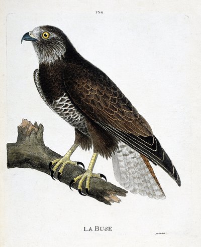 Carte zoologique (ornithologie) : buse variable (buteo buteo) sur une branche. Illustration dans « L
