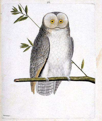 Planche zoologique (ornithologie) : la chouette (chouette effraie ou Tyto Alba) sur une branche. Illustration dans « L
