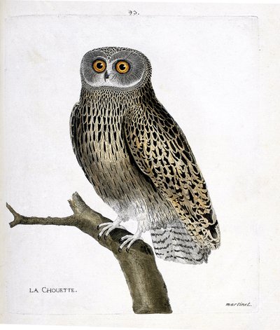 Planche zoologique (ornithologie) : La chouette (chouette hulotte ou strix aluco) sur une branche. Illustration dans « L