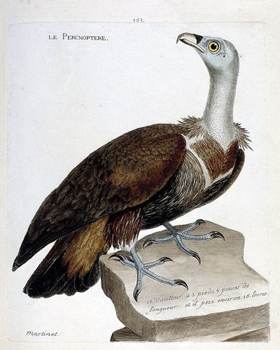 Planche zoologique (ornithologie) : Le percnoptère (vautour fauve ou gyps fulvus). Illustration dans « L