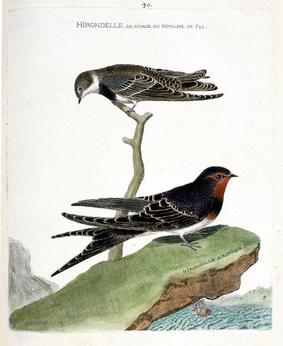 Planche zoologique (ornithologie) : L
