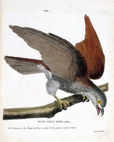 Planche zoologique (ornithologie) : la petite aigle asiatique (haliastur indus) sur une branche. Illustration dans « L