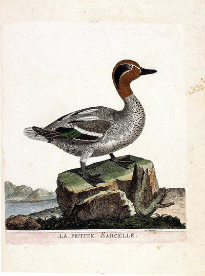 Carte zoologique (ornithologie) : la petite sarcelle (sarcelle d