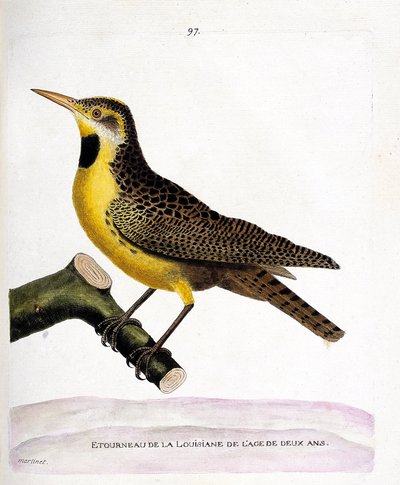 Planche zoologique (ornithologie) : l