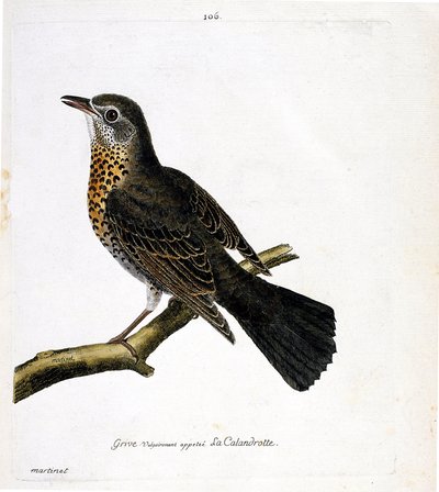 Planche zoologique (ornithologie) : La grive communément appelée la calandrotte sur une branche. Illustration dans « L