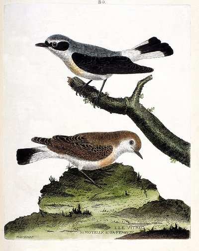 Planche zoologique (ornithologie) : Le vitrec (ou motous) sur la branche et sa femelle (motous pie ou oenanthe). Illustration dans « L