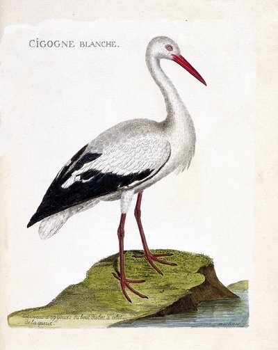 Carte zoologique (ornithologie) : cigogne blanche (ciconia ciconia). Illustration dans « L