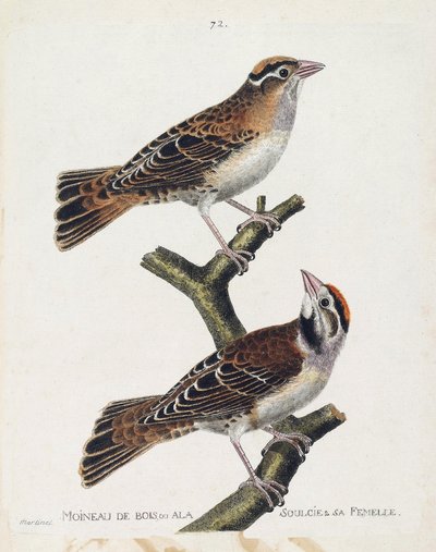Planche zoologique (ornithologie) : le moineau des bois (spizea arborea) et sa femelle (petronia petronia). Illustration dans « L