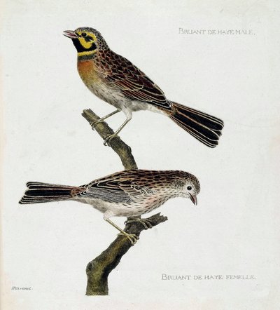 Planche zoologique (ornithologie) : de haut en bas : Moineaux Hague mâle et femelle (zizi ou emberiza cirlus) sur une branche. Illustration dans « L