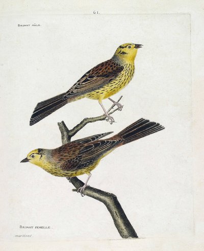 Planche zoologique (ornithologie) : de haut en bas : Moineaux mâle et femelle (Moineau jaune ou Emberiza citrinella). Illustration dans « L