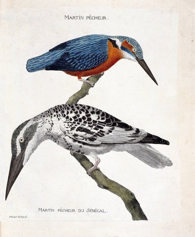 Planche zoologique (ornithologie) : de haut en bas : Martin-pêcheur (martin-pêcheur d