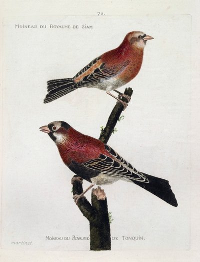 Planche zoologique (ornithologie) : de haut en bas : Moineau du royaume de Siam (Roselin cramoisi ou carpodacus eruthrinus) et moineau du royaume de tonquin (tonkin) sur une branche. Illustration dans « L