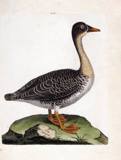 Carte zoologique (ornithologie) : oie des moissons (anser fabalis). Illustration dans « L