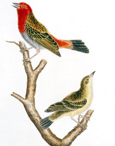 Moineau et sa femelle, gravure en couleur par François Nicolas Martinet - Francois Nicolas Martinet