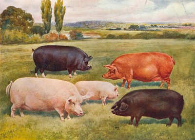 Races de porcs, vers 1902-1910 - Frank Babbage