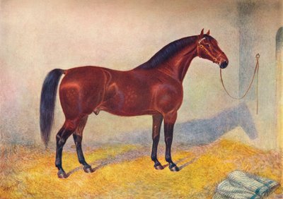 Étalon Cleveland Bay Sultan - Frank Babbage