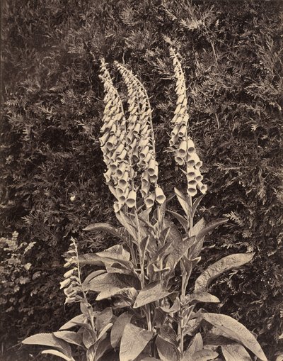 Digitale, vers 1860 - Frank Mason Good