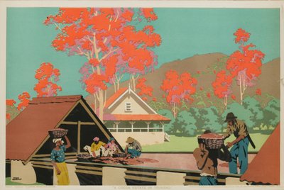 Une plantation de cacao à Trinidad - Frank Newbould
