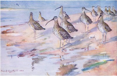 Courlis à Blakeney Point (lithographie) - Frank Southgate