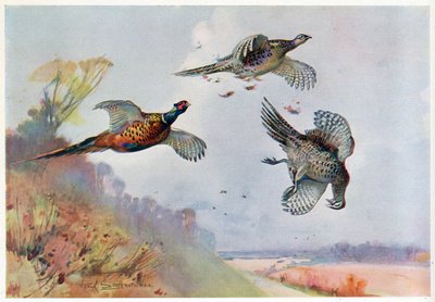 Faisans hauts, illustration de 