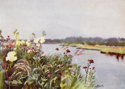 Norfolk Broads : Une rive de Bure - Frank Southgate