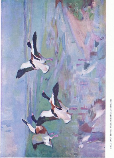 Canard Tadorne volant au-dessus des marais de Dersingham - Frank Southgate