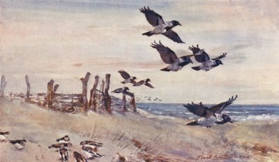 Vie sauvage en East Anglia : Immigrants d