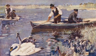 Vie sauvage en East Anglia : Capture des cygnes - Frank Southgate
