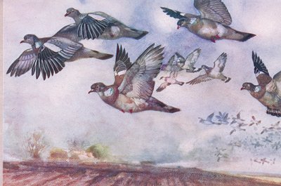 Pigeons ramiers en vol, illustration de Wild Nature & Country Life publiée par Hodder & Stoughton, vers 1910 - Frank Southgate