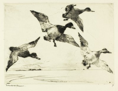 Fuligules milouins - Frank Weston Benson