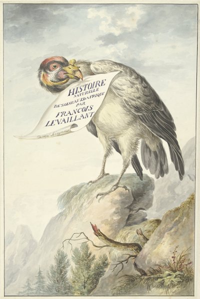 Vautour avec une feuille de papier dans son bec (HISTOIRE NATURELLE DES OISEAUX D