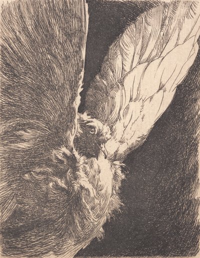 Un pigeon - Frans Schwartz