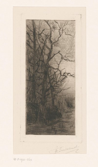 Arbres au bord de l