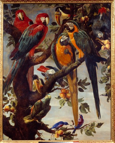 Perroquets et autres oiseaux - Frans Snyders