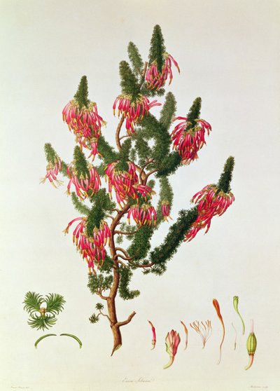 Bruyère, Erica sebana, gravée par Mackenzie - Franz Andreas Bauer