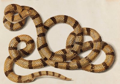 Serpent - Franz Anton von Scheidel