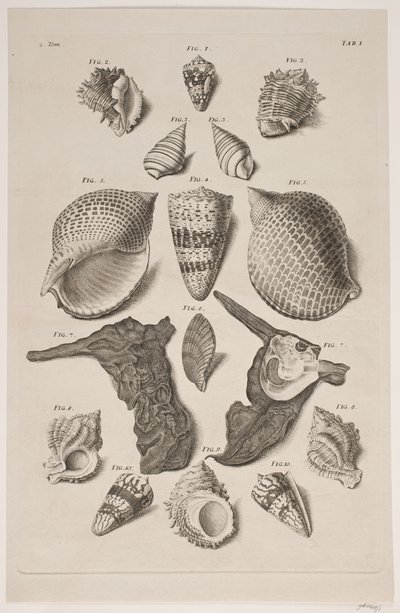 Planche avec coquillages. Planche 1. - Franz Michael Regenfus