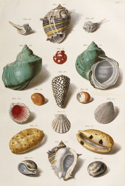 Divers coquillages, 1758 - Franz Michael Regenfus