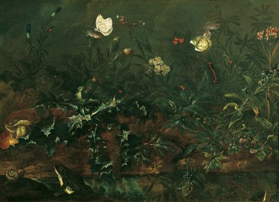 Morceau de pelouse avec chardon, grenouilles et libellule - Franz Michael Siegmund von Purgau d. Ä.