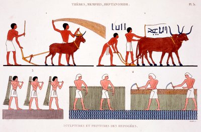 Labourage avec une chèvre et des bœufs, récolte de roseaux et de maïs à l