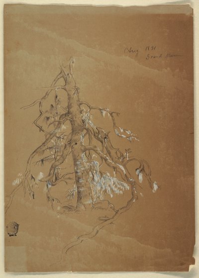 Un arbre à feuilles persistantes noueux, Grand Manan, Canada - Frederic Edwin Church