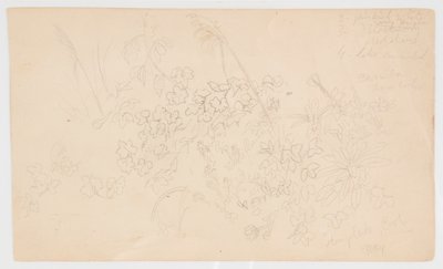 Croquis botaniques - Frederic Edwin Church
