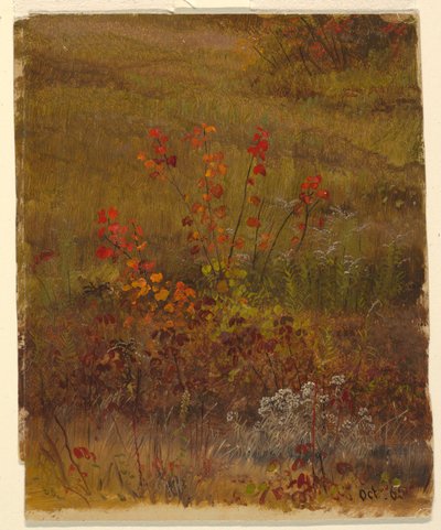 Études botaniques - Frederic Edwin Church