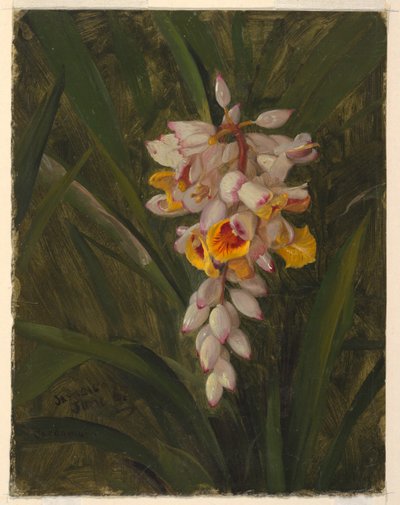 "Cardamome" - Frederic Edwin Church