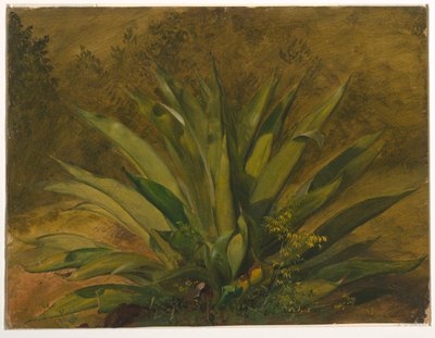 Agave - Frederic Edwin Church