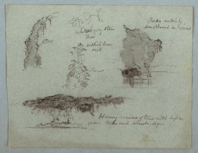 Détails de fleurs, plantes et arbres le long d