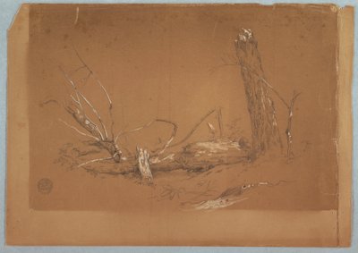 Dessin, Un arbre mort cassé, 1855-65 - Frederic Edwin Church