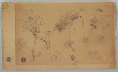 Dessin, Groupe de treize études botaniques de Colombie ou d