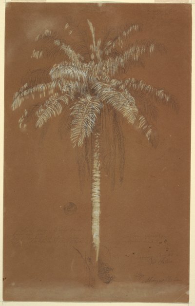 Dessin, palmier d