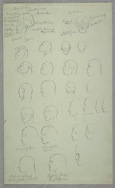 Dessin, études anatomiques, 1865-70 - Frederic Edwin Church